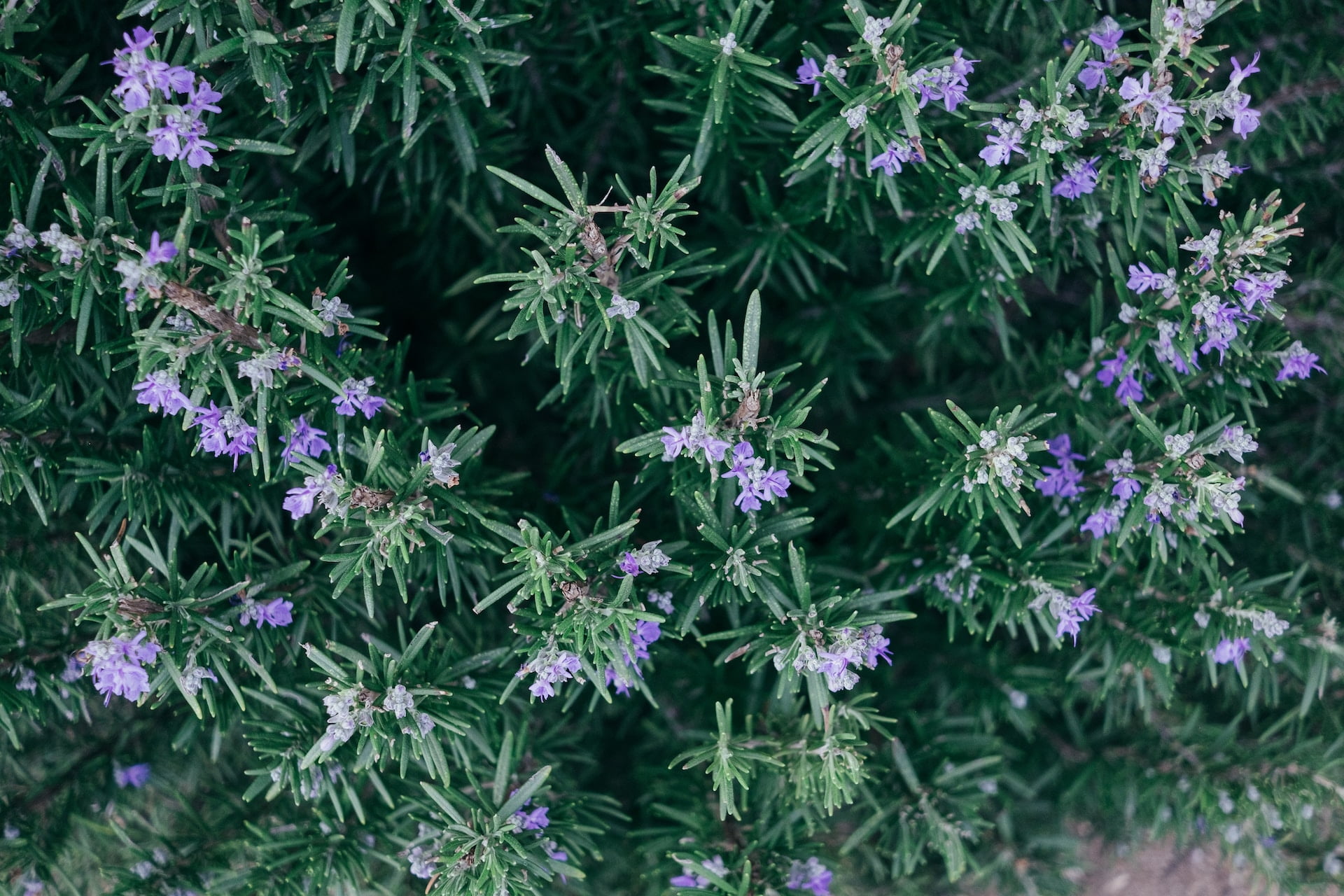 Rosemary Oil for Hair Loss and Improving Memory