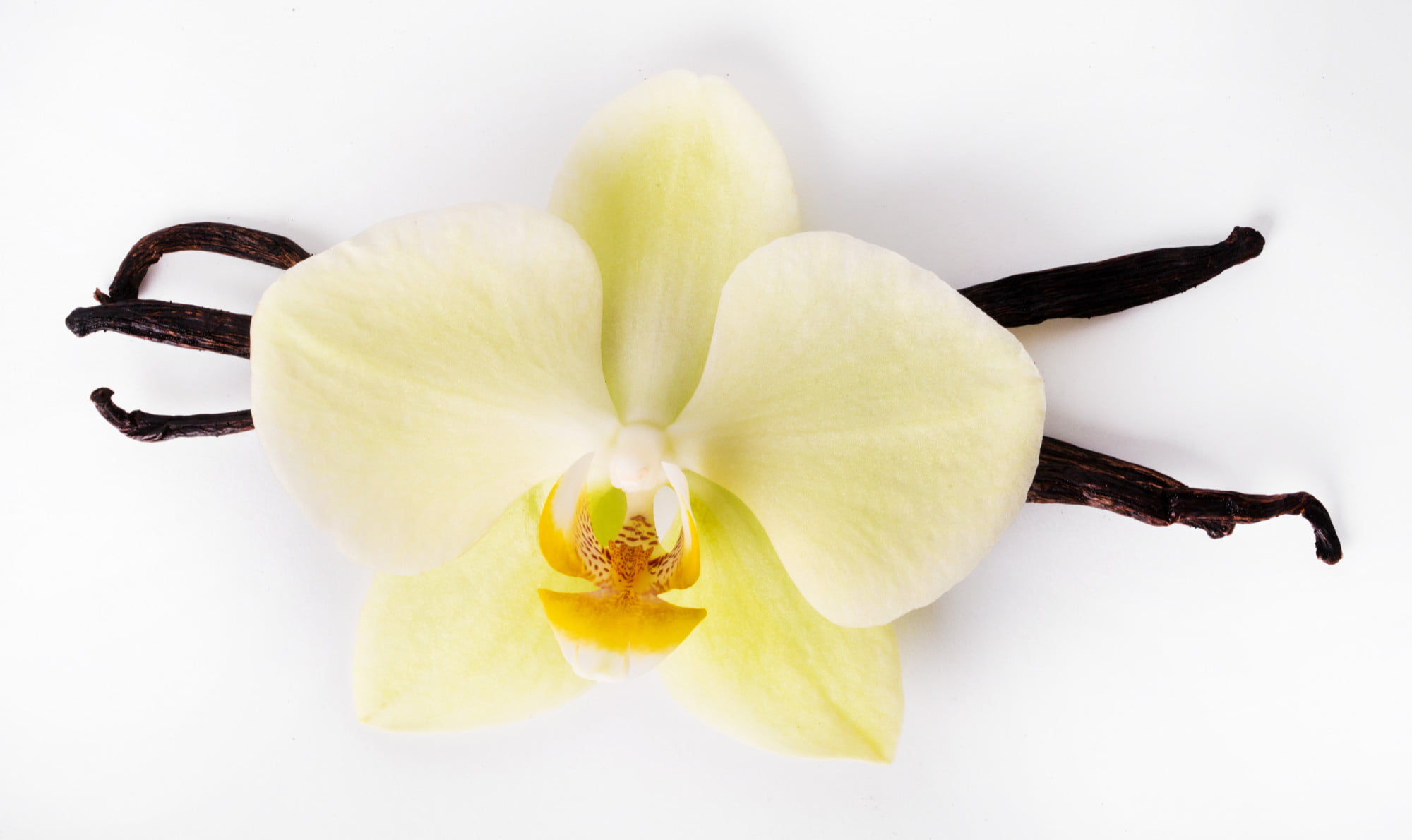 Enchanting The World of Vanilla: Aromatic Elixir of Health and Beauty
